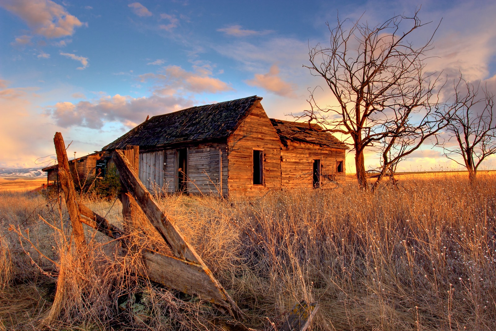 landscape photography of shack near leafless tree