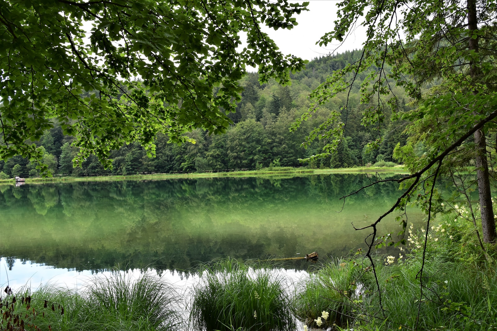 green trees beside lake during daytime